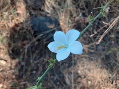 Hibiscus hirtus