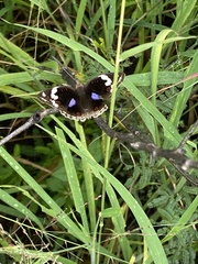 Junonia oenone oenone