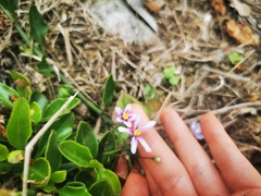 Solanum africanum