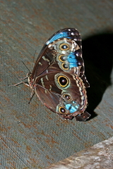 Morpho helenor