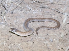 Pygopus schraderi