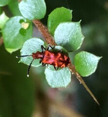 Lemodes coccinea