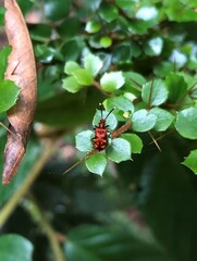 Lemodes coccinea