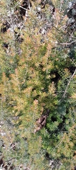 Erica arborea