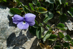 Viola argenteria