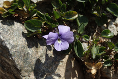 Viola argenteria