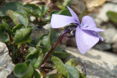 Viola argenteria