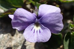 Viola argenteria