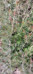 Erica arborea