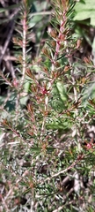 Erica arborea