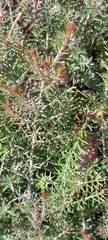 Erica arborea