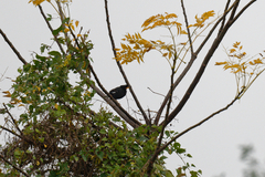 Acridotheres grandis