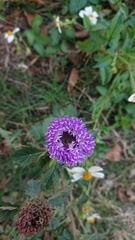 Centratherum punctatum