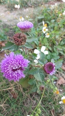 Centratherum punctatum