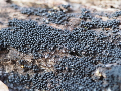 Ruzenia spermoides