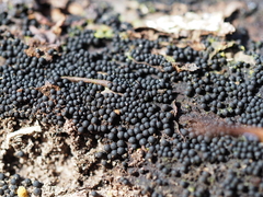 Ruzenia spermoides