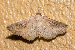 Rhesala moestalis