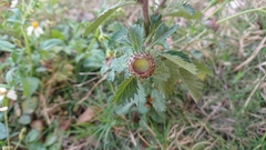 Centratherum punctatum