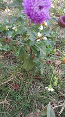 Centratherum punctatum