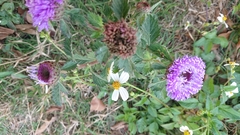 Centratherum punctatum