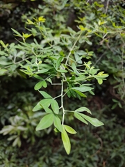 Chamaecytisus prolifer