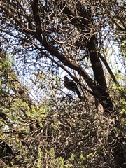 Drymodes brunneopygia