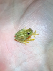 Hyperolius benguellensis