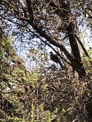 Drymodes brunneopygia