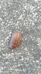 Opisthoplatia