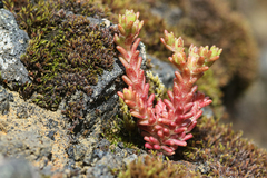 Sedum annuum