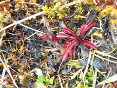 Gentianella bellidifolia