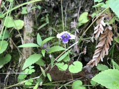 Viola banksii