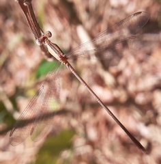 Lestes viridulus