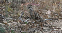 Turnix varius