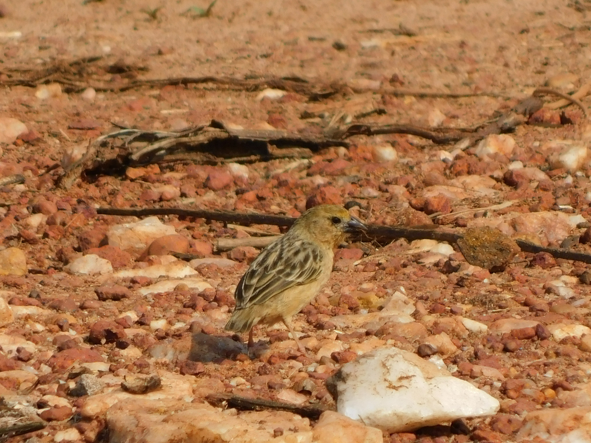Bob-tailed Weaver illustration