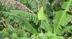 Musa