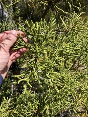 Athrotaxis cupressoides