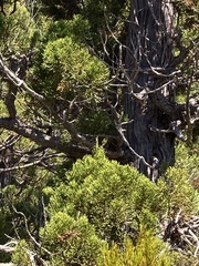 Athrotaxis cupressoides