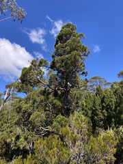 Athrotaxis cupressoides