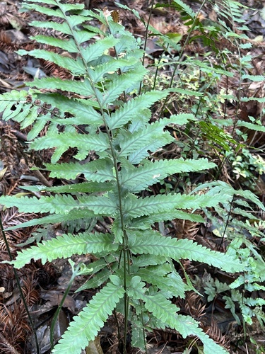 Microlepia marginata iNat (1)