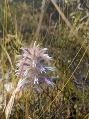 Ptilotus manglesii