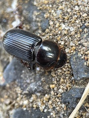 Acrossidius tasmaniae