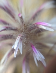Ptilotus manglesii