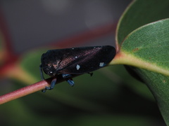 Eurymela distincta