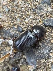 Acrossidius tasmaniae