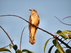 Cacomantis variolosus