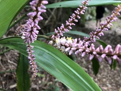 Cordyline stricta