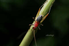 Homoeoxipha lycoides