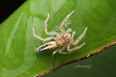 Telamonia