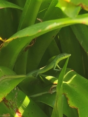 Takydromus hani
